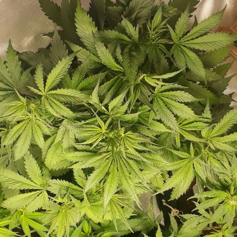 Red Sugar Auto growlog timeline photo