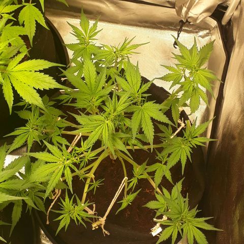Red Sugar Auto growlog timeline photo