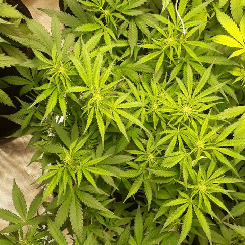 Red Critical Auto growlog timeline photo