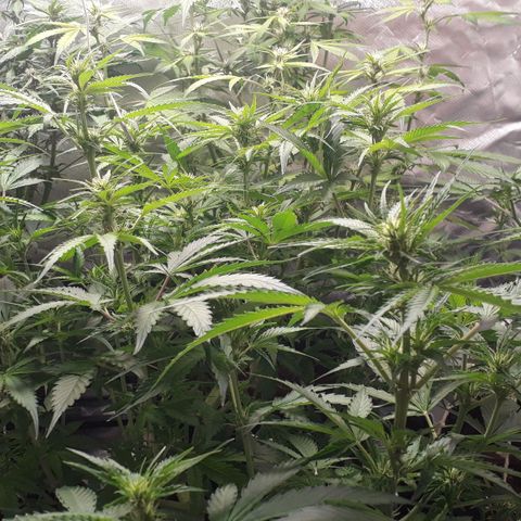 Red Critical Auto growlog timeline photo