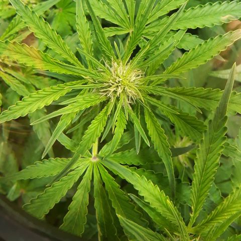 Red Critical Auto growlog timeline photo