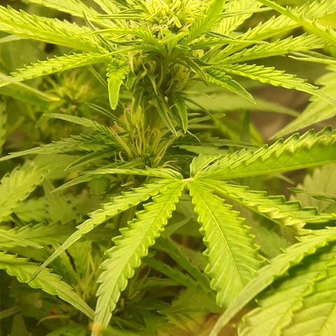 Red Critical Auto growlog timeline photo