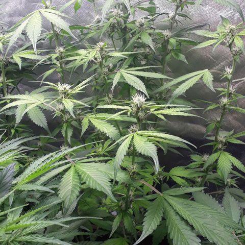 Red Kush Auto growlog timeline photo