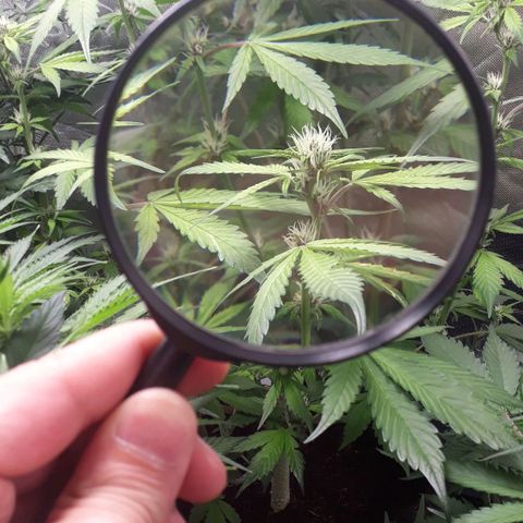 Red Kush Auto growlog timeline photo