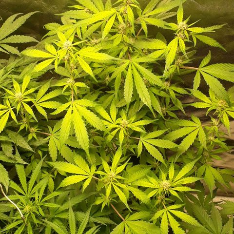 Red Kush Auto growlog timeline photo