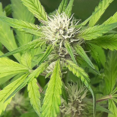 Red Kush Auto growlog timeline photo