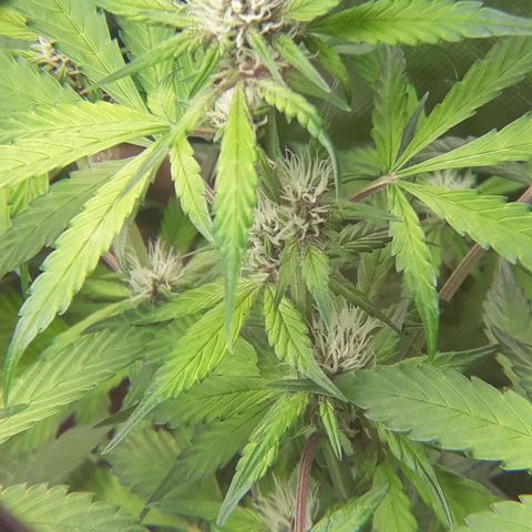 Red Kush Auto growlog timeline photo