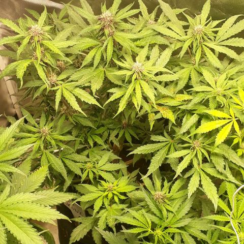 Red Skunk Auto growlog timeline photo