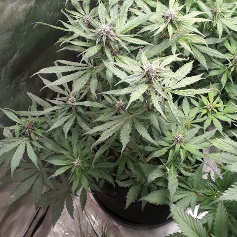 Red Skunk Auto growlog timeline photo