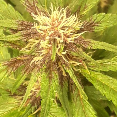 Red Skunk Auto growlog timeline photo