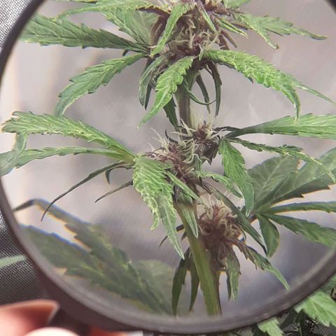 Red Skunk Auto growlog timeline photo
