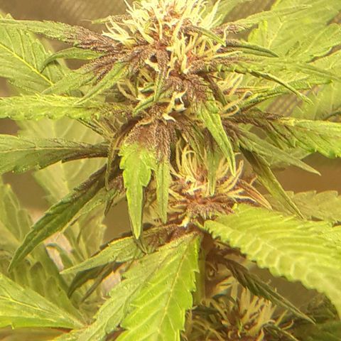 Red Skunk Auto growlog timeline photo