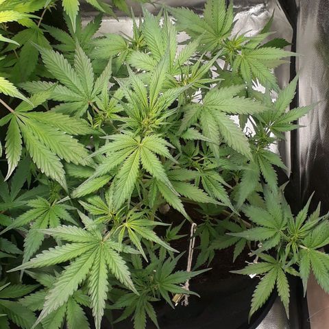 Red Sugar Auto growlog timeline photo