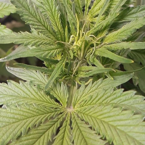 Red Sugar Auto growlog timeline photo