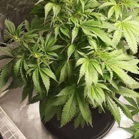 Red Sugar Auto growlog timeline photo
