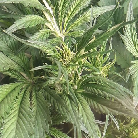 Red Sugar Auto growlog timeline photo