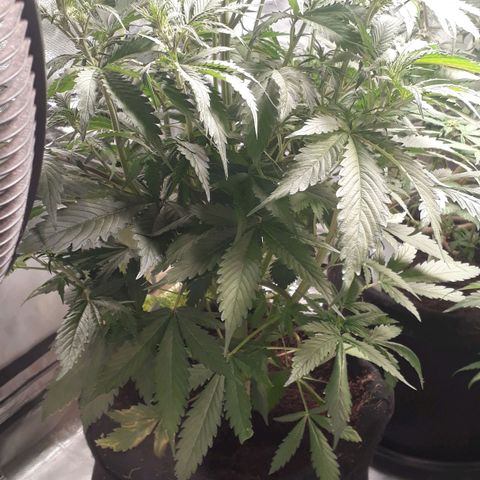 Red Sugar Auto growlog timeline photo