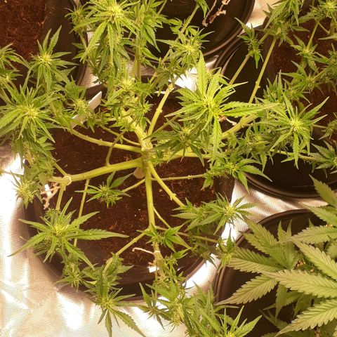 Red Critical Auto growlog timeline photo