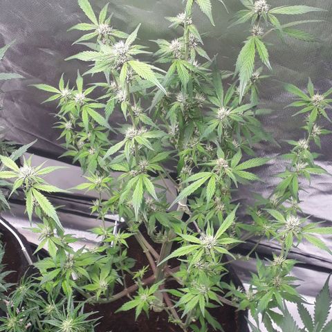 Red Kush Auto growlog timeline photo