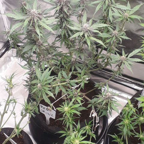 Red Skunk Auto growlog timeline photo