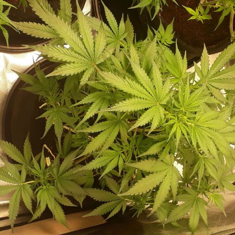 Red Sugar Auto growlog timeline photo