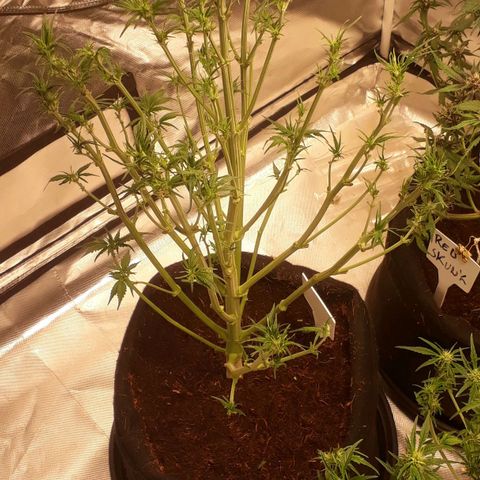 Red Sugar Auto growlog timeline photo
