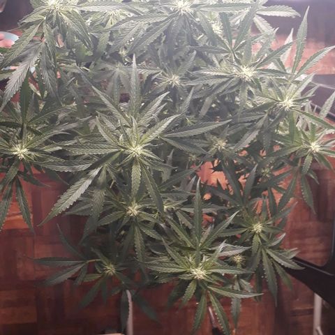Red Critical Auto growlog timeline photo