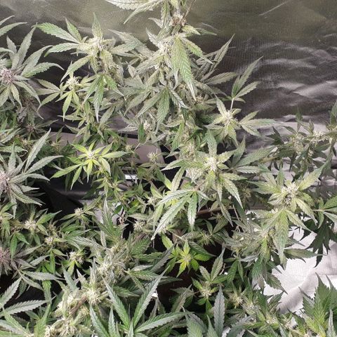 Red Kush Auto growlog timeline photo