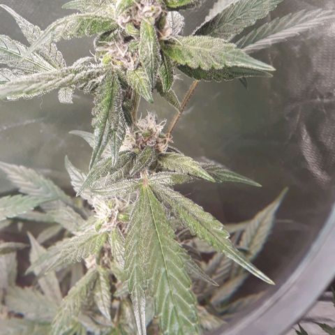 Red Kush Auto growlog timeline photo