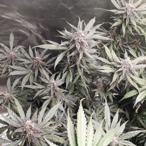 Red Skunk Auto growlog timeline photo