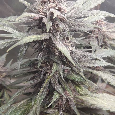 Red Skunk Auto growlog timeline photo