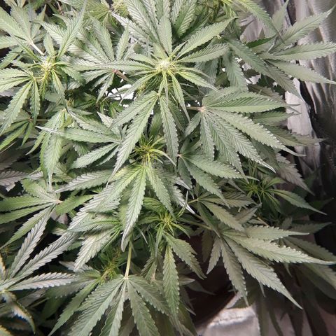 Red Sugar Auto growlog timeline photo