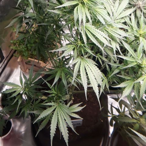Red Sugar Auto growlog timeline photo
