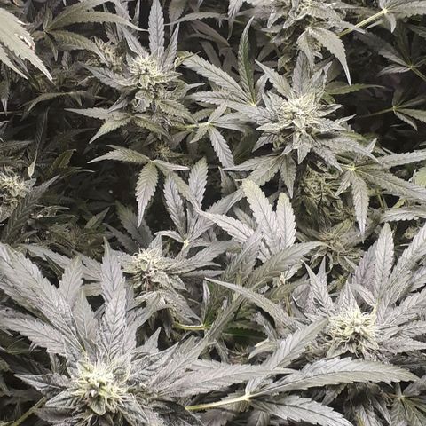 Red Critical Auto growlog timeline photo