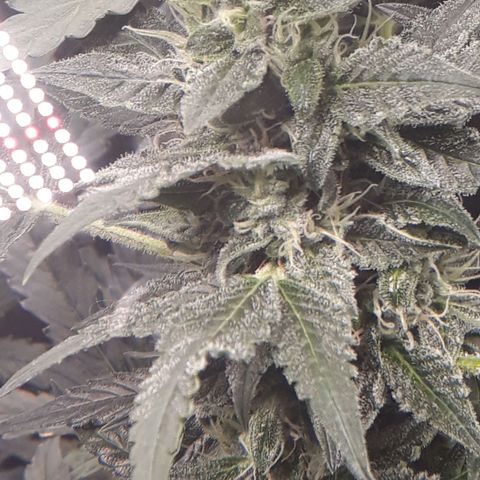 Red Critical Auto growlog timeline photo