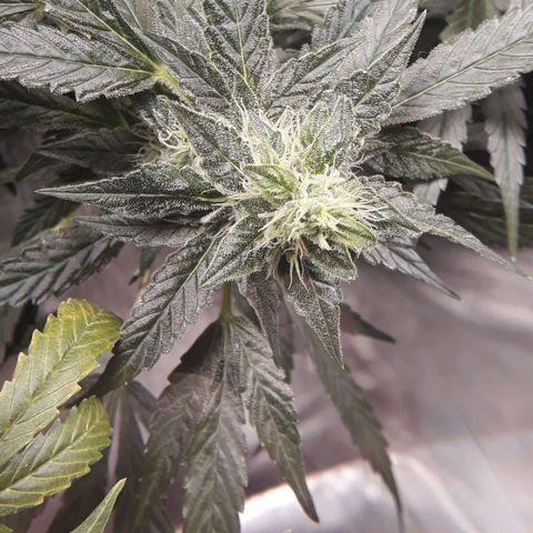 Red Critical Auto growlog timeline photo