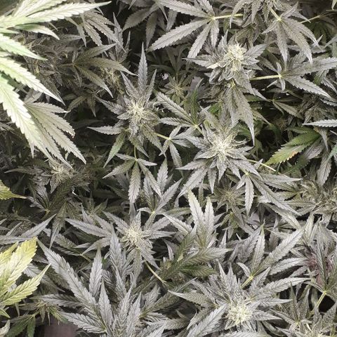 Red Critical Auto growlog timeline photo