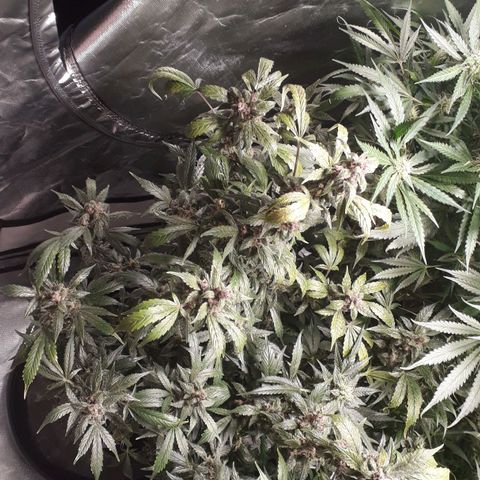 Red Kush Auto growlog timeline photo