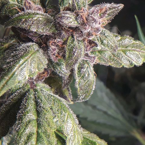 Red Kush Auto growlog timeline photo