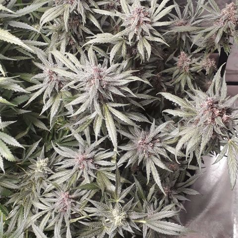 Red Skunk Auto growlog timeline photo