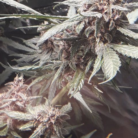 Red Skunk Auto growlog timeline photo