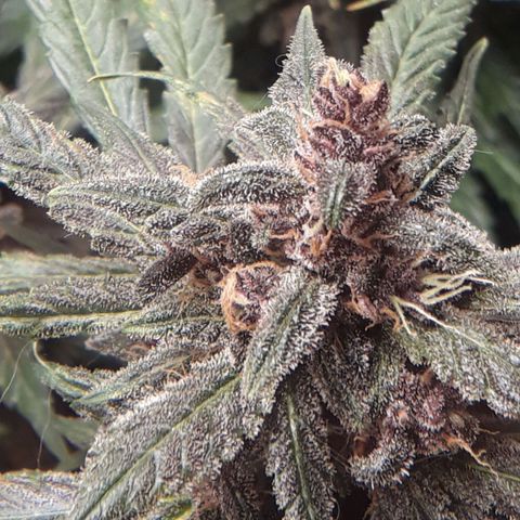 Red Skunk Auto growlog timeline photo