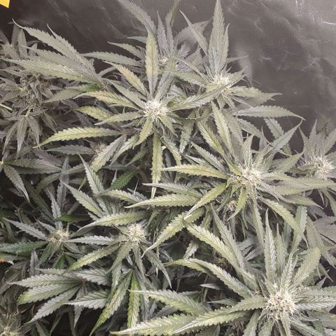 Red Sugar Auto growlog timeline photo