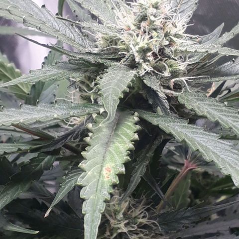 Red Sugar Auto growlog timeline photo