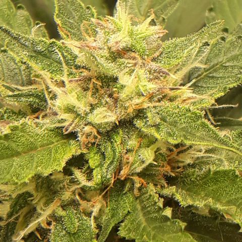 Red Sugar Auto growlog timeline photo