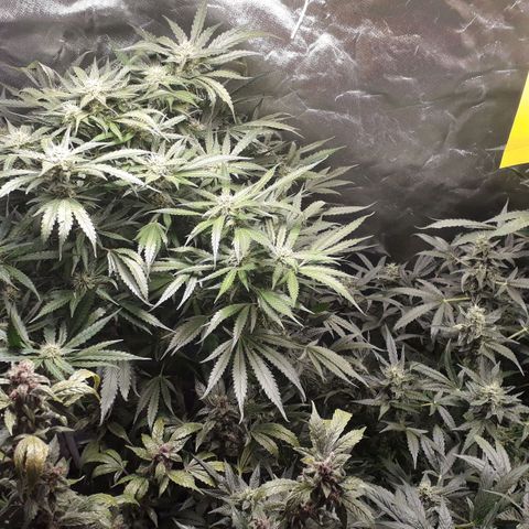 Red Sugar Auto growlog timeline photo