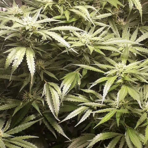 Red Sugar Auto growlog timeline photo