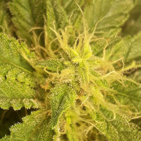 Red Sugar Auto growlog timeline photo
