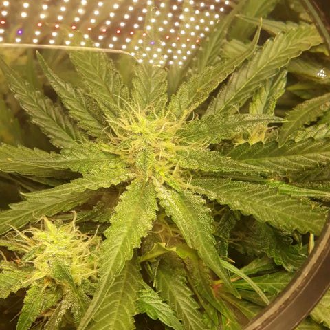 Red Sugar Auto growlog timeline photo