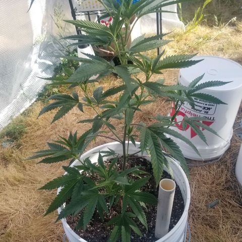 Duct tape growlog timeline photo